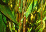 Puccinia_graminis_f__sp__tritici_CRL_75_36_700_3