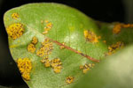 Puccinia_psidii_Aus_3