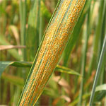 Puccinia_striiformis_f__sp__tritici