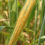 Puccinia_striiformis_f__sp__tritici_08_21