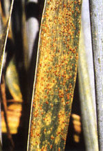 Puccinia_triticina_1_1_BBBD_Race_1