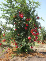 Punica_granatum_cultivar_Taishanhong