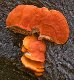 Pycnoporus_coccineus_BRFM310