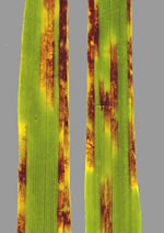 Pyrenophora_teres_f__teres_0_1