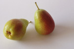 Pyrus_communis