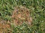 Pythium_aphanidermatum_DAOM_BR444