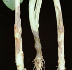 Pythium_vexans_DAOM_BR484