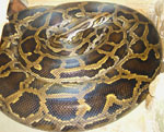 Python_bivittatus