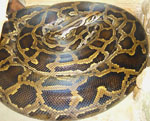 Python_molurus