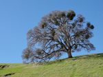 Quercus_lobata