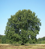 Quercus_robur