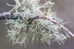 Ramalina_peruviana_YAF0012