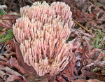 Ramaria_rubella_UT_36052_T