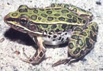 Rana_pipiens