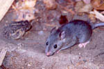 Rattus_norvegicus