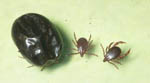 Rhipicephalus_appendiculatus