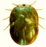 Rhipicephalus_microplus