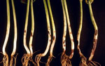 Rhizoctonia_solani_123E