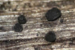 Rhizodiscina_lignyota_CBS_133067