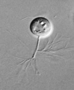 Rhizophydiales_sp__JEL142