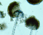 Rhizopus_oryzae_99_133