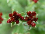 Rhodiola_crenulata