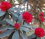 Rhododendron_delavayi_var__delavayi