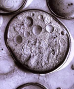 Rhodotorula_toruloides_CGMCC_2_1609