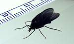 Rhynchosciara_americana