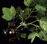 Ribes_americanum