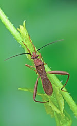 Riptortus_pedestris