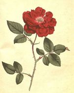 Rosa_chinensis