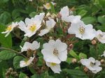 Rosa_multiflora