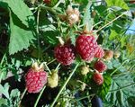 Rubus_hybrid_cultivar