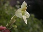 Ruellia_speciosa