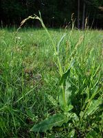 Rumex_acetosa