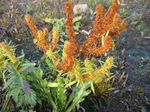 Rumex_palustris