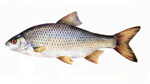 Rutilus_rutilus