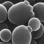 Saccharomyces_cerevisiae_RedStar