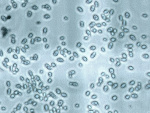 Saccharomyces_eubayanus_CBS12357