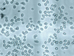 Saccharomyces_eubayanus_FM1318