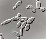 Saccharomyces_pastorianus_str__Hybrid_yeast_1