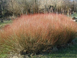 Salix_purpurea