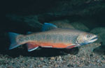 Salvelinus_fontinalis