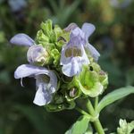 Salvia_pomifera