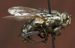 Sarcophaga_bullata_str__hpd