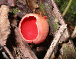 Sarcoscypha_coccinea_ATCC_58028