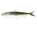 Sardinops_melanostictus
