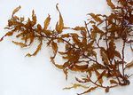 Sargassum_vulgare