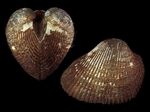 Scapharca_broughtonii